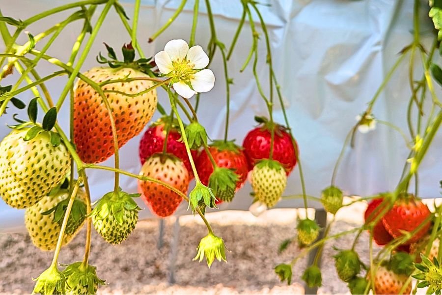 いちご狩り　いちご