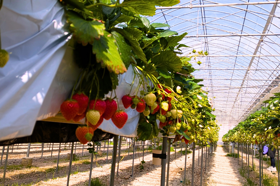 いちご狩り　イベント