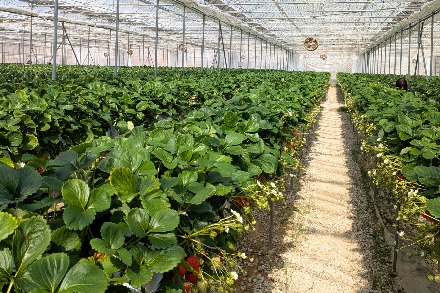婚活イベント　春　いちご