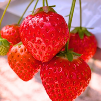 いちご狩り 婚活イベント