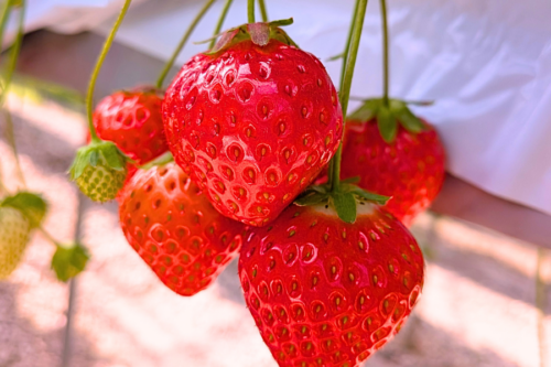 いちご狩り　婚活イベント