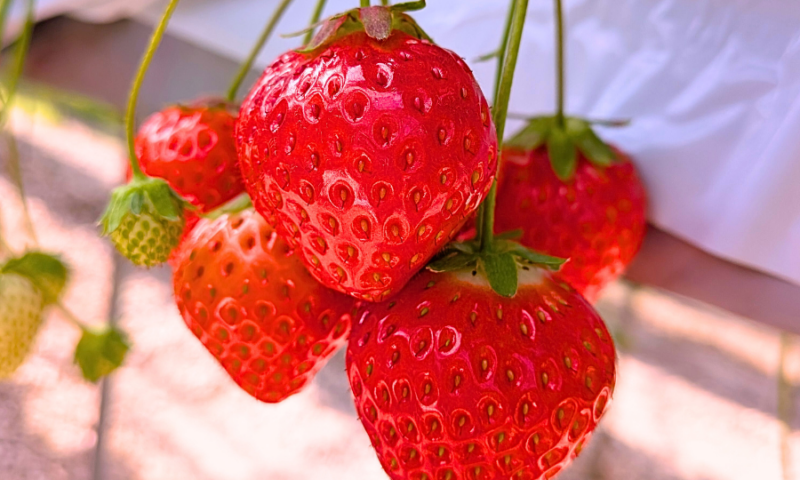 いちご狩り　婚活イベント