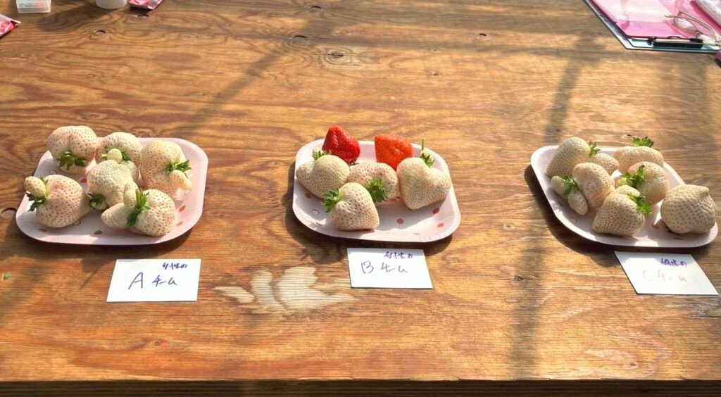 ずっしりいちご対決